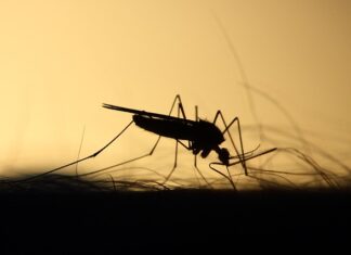 Domowe sposoby na komary. 4 triki, dzięki którym się ich pozbędziesz Domowe sposoby na komary