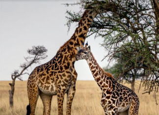 Safari w Tanzanii i plaże Zanzibaru z CARTER® Safari w Tanzanii i plaże Zanzibaru z CARTER®
