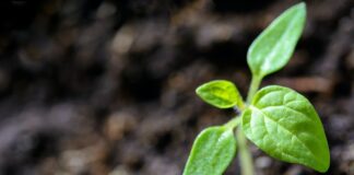 growbox