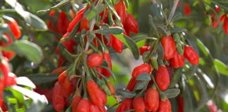 Jagody Goji