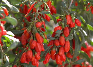 Jagody Goji