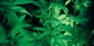 Kolekcjonerskie ziarna marihuany - bezpieczne przechowywanie i wybór