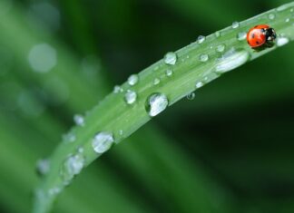 W czym moczyć pościel przed praniem? W czym moczyć pościel przed praniem?