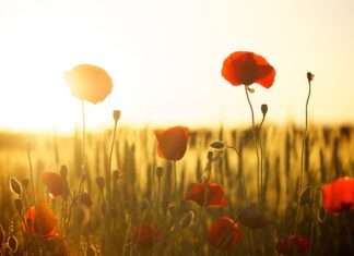 Co jest lepsze mąka czy skrobia ziemniaczana? Co jest lepsze mąka czy skrobia ziemniaczana?