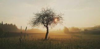 Jak długo może się sączyć z rany pooperacyjnej?