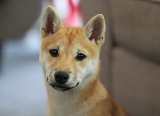 Czy Shiba inu wzrośnie? Czy Shiba inu wzrośnie?