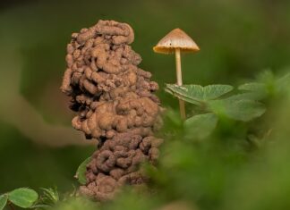 Jak pozbyć się robaków w domu? Jak pozbyć się robaków w domu?