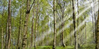 Jakie sztućce dla alergików?