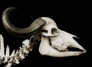 Jak zmierzyć rozstaw kości kulszowych w domu? Jak zmierzyć rozstaw kości kulszowych w domu?