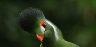 Skąd wziął się herb Warszawy?