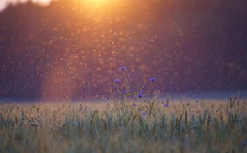 Gdzie chowają się komary?