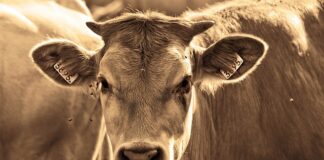 Co odstrasza muchy ocet?