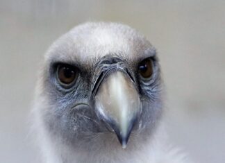 Co to jest gryf olimpijski? Co to jest gryf olimpijski?