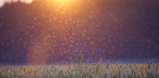 Co odstrasza komary w nocy?