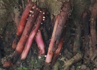 Czy Amol jest dobry na komary? Czy Amol jest dobry na komary?