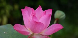 Jak się mówi po angielsku widelec?