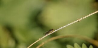 Kogo nie gryzą kleszcze?