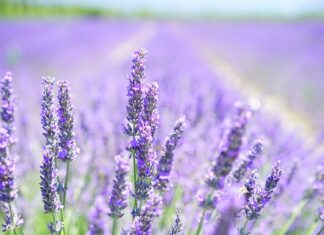 Czy lawenda odstrasza muchy? Czy lawenda odstrasza muchy?