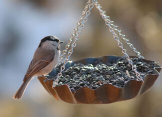 Dlaczego zabezpieczenia przeciw ptakom są niezbędne? Dlaczego zabezpieczenia przeciw ptakom są niezbędne